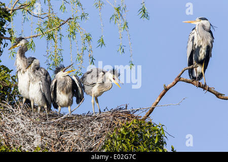 Graureiher (Ardea Cinerea), Jungvögel im Nest mit ein Altvogel, Niedersachsen, Deutschland Stockfoto