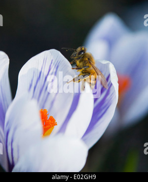 Honigbiene auf einer gestreiften Crocus Stockfoto
