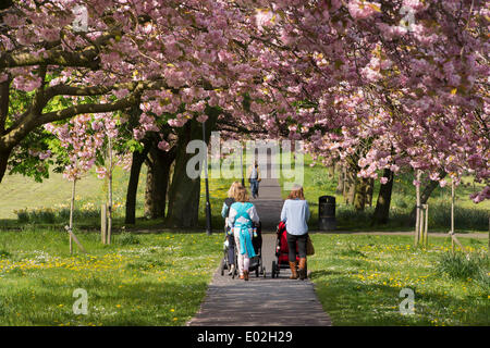 Menschen zu Fuß auf sonnenbeschienenen Park Pfad, unter dem Vordach von Bäumen mit schönen, bunten Pink Cherry Blossom - Stray, Harrogate, England, UK. Stockfoto