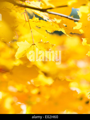 Natur-Detail der bunten Herbstfarben mit gelben Blättern, Schweden. Stockfoto