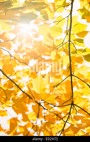 Natur-Detail der bunten Herbstfarben mit gelben Blättern, Schweden. Stockfoto