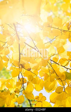 Natur-Detail der bunten Herbstfarben mit gelben Blättern, Schweden. Stockfoto