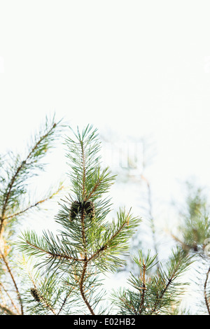 Tannenzapfen auf Tanne im Wald, Schweden Stockfoto