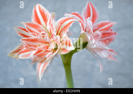 Amaryllis, tanzende Königin, doppelte Blüte Stockfoto