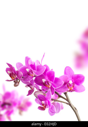 Rosa Orchidee blüht isoliert auf weißem Hintergrund Stockfoto