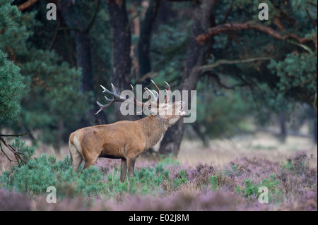 männliche Rotwild in der Brunft, Cervus Elaphus, Nationalpark Hoge Veluwe, Hoenderloo, Gelderland, Niederlande, Europa Stockfoto