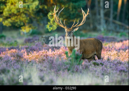 männliche Rotwild in der Brunft, Cervus Elaphus, Nationalpark Hoge Veluwe, Hoenderloo, Gelderland, Niederlande, Europa Stockfoto