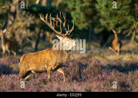 männliche Rotwild in der Brunft, Cervus Elaphus, Nationalpark Hoge Veluwe, Hoenderloo, Gelderland, Niederlande, Europa Stockfoto