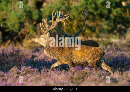 männliche Hirsche in der Brunft, Cervus Elaphus, Nationalpark Hoge Veluwe, Hoenderloo, Gelderland, Niederlande, Europa Stockfoto