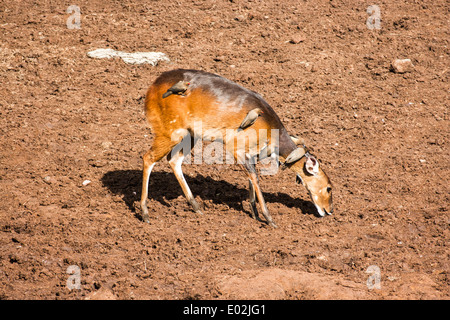 Weibliche Kamerun Buschbock (Tragelaphus Scriptus) Bilder aus dem Monat in Tansania Stockfoto