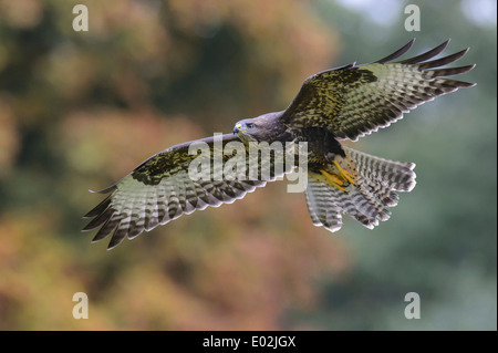 Mäusebussard Buteo Buteo, Deutschland Stockfoto