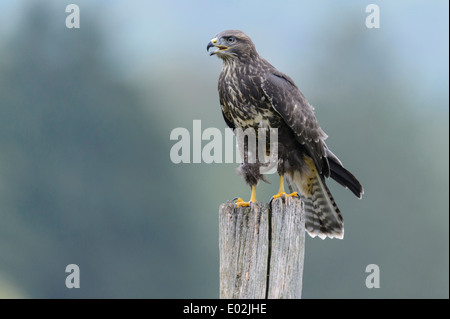 Mäusebussard Buteo Buteo, Deutschland Stockfoto