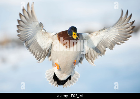 Männliche Stockente Anas Platyrhynchos, Deutschland Stockfoto