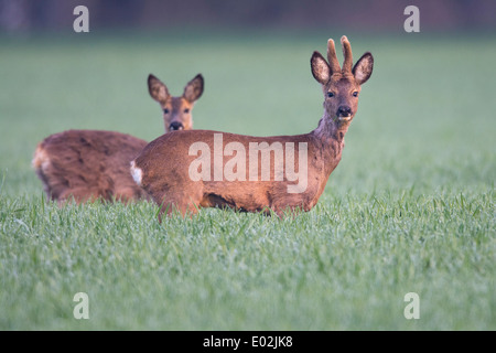 Reh Bock und Doe, Capreolus Capreolus, Vechta, Niedersachsen, Niedersachsen, Deutschland Stockfoto