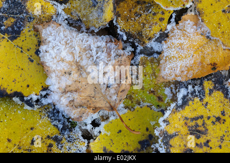 Birkenblatt mit Raureif Stockfoto