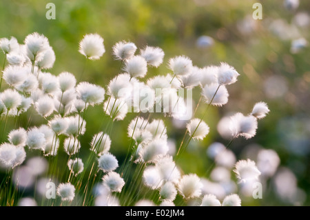 Hares-Tail Wollgras, Wollgras Vaginatum, Goldenstedter Moor, Niedersachsen, Deutschland Stockfoto