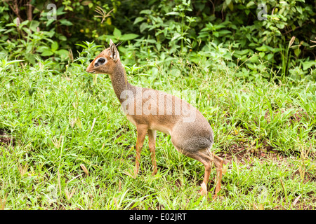 Kirk-Dikdiks (Madoqua Kirkii) fotografiert in Tansania Stockfoto