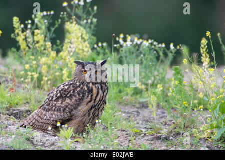 Eurasische Adler-Eule, Bubo Bubo, Deutschland Stockfoto