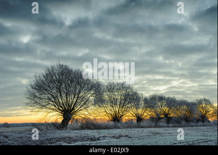 Pollard Weiden im Winter, Landkreis Vechta, Niedersachsen, Germany Stockfoto