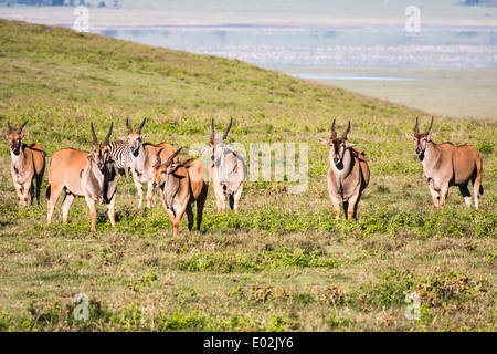 Herde von gemeinsame Eland (Tauro Oryx) fotografiert in Ngorongoro Conservation Area (NCA) Tansania