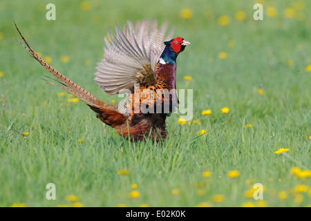 Mating Call, gemeinsame Fasan, Phasianus Colchicus, Vechta, Niedersachsen, Niedersachsen, Deutschland Stockfoto