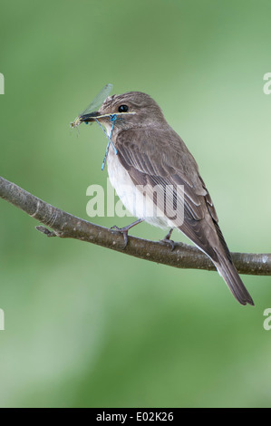 Grauschnäpper mit Beute im Schwanz, Muscicapa Striata, Niedersachsen, Deutschland Stockfoto