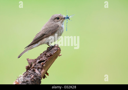 Grauschnäpper mit Beute im Schwanz, Muscicapa Striata, Niedersachsen, Deutschland Stockfoto