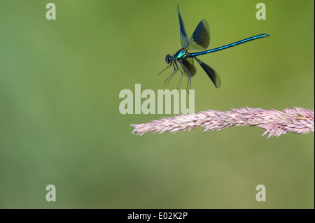 Gebänderten Prachtlibelle Calopteryx splendens Stockfoto