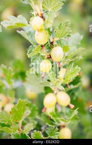 Nahaufnahme der Stachelbeere (Ribes Uva-Crispa) auf Busch im Garten Stockfoto