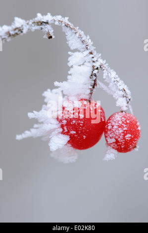 rote Beeren Wayfaring Baum (Viburnum Lantana) mit Raureif Stockfoto