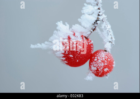 rote Beeren Wayfaring Baum (Viburnum Lantana) mit Raureif Stockfoto