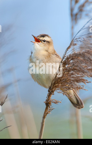 Schilfrohrsänger, Acrocephalus Schoenobaenus, Dümmerlohhausen, Landkreis Diepholz, Niedersachsen, Germany Stockfoto