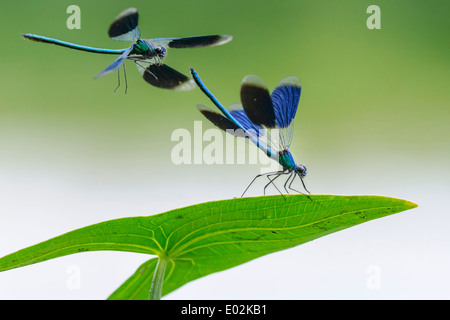 gebänderten Demoiselles, Calopteryx splendens Stockfoto