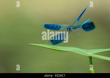 Gebänderten Prachtlibelle Calopteryx splendens Stockfoto