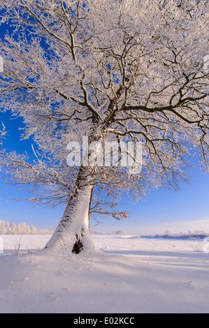 Eiche im Winter, Landkreis Vechta, Niedersachsen, Deutschland Stockfoto
