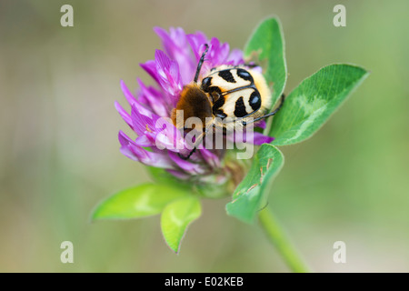 Biene-Käfer auf Klee Blüte, Trichius fasciatus Stockfoto