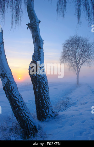 Birken Sie in verschneite Landschaft, Landkreis Vechta, Niedersachsen, Deutschland Stockfoto