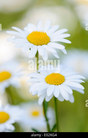 Ochsen-Auge Gänseblümchen, Leucanthemum vulgare Stockfoto