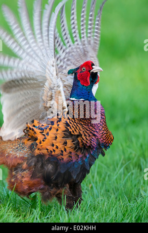 Mating Call, gemeinsame Fasan, Phasianus Colchicus, Vechta, Niedersachsen, Niedersachsen, Deutschland Stockfoto