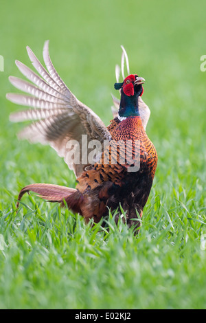 Mating Call, gemeinsame Fasan, Phasianus Colchicus, Vechta, Niedersachsen, Niedersachsen, Deutschland Stockfoto