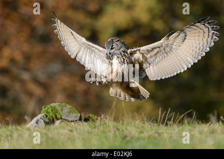Eurasische Adler-Eule, Bubo Bubo, Deutschland Stockfoto