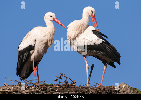 Weissstörche Ciconia ciconia Stockfoto