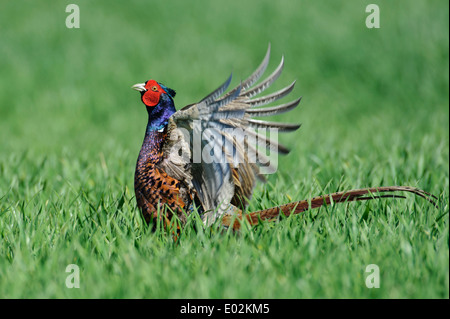 Mating Call, gemeinsame Fasan, Phasianus Colchicus, Vechta, Niedersachsen, Niedersachsen, Deutschland Stockfoto