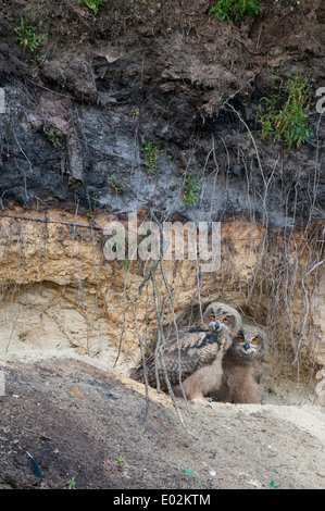 junge eurasische-Uhu, Bubo Bubo, Deutschland Stockfoto