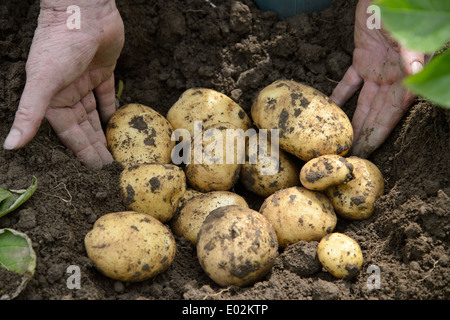 Kartoffeln in einem Feld in Lincolnshire, England UK frisch ausgegraben Stockfoto