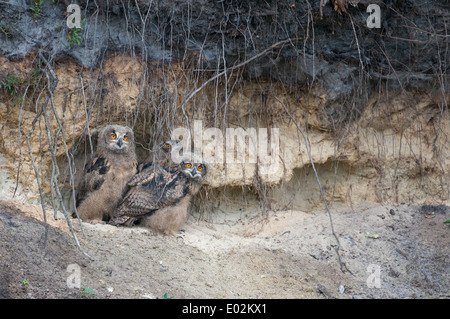 junge eurasische-Uhu, Bubo Bubo, Deutschland Stockfoto