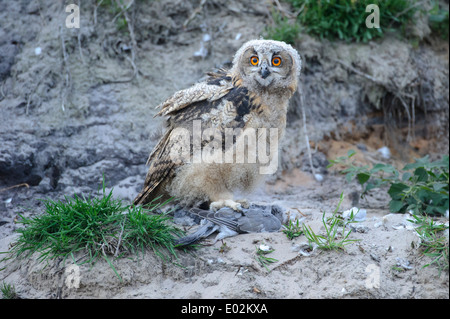 junge eurasische Adler-Eule, Bubo Bubo, Deutschland Stockfoto