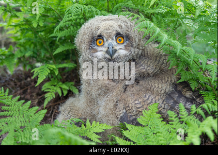 junge eurasische Adler-Eule, Bubo Bubo, Deutschland Stockfoto