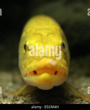 Warener, Deutschland. 30. April 2014. Ein Goldener Hecht schwimmt in seinem  neuen Aquarium im Mueritzeum Natur Discovery Centre in Waren, Deutschland,  30. April 2014. Die Raubfische ist eine extrem seltene Albino. Der Hecht  wurde von einem