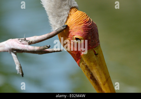 Gelb-billed Stork (Mycteria Ibis) kratzte sich am Kopf hautnah. Stockfoto